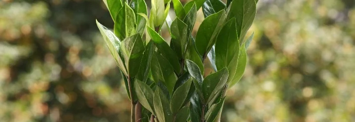 Grünpflanze im Topf